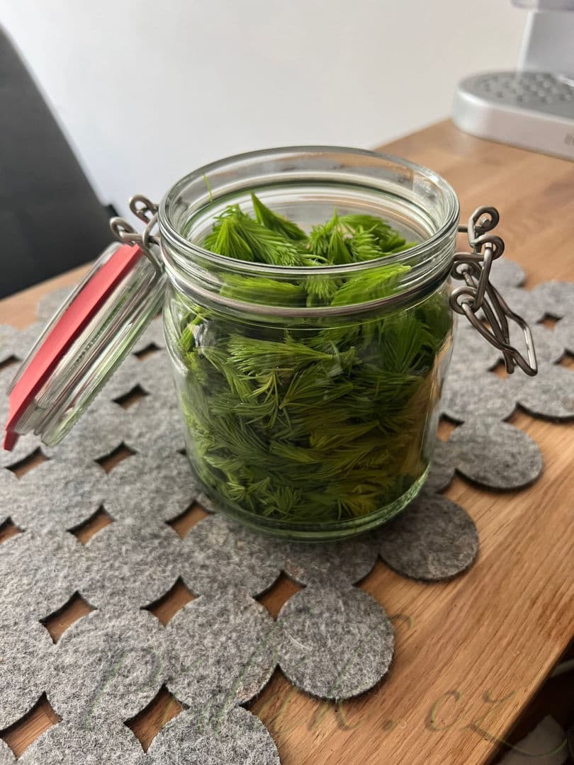 1. obrázek Smrkové výhonky  tonikum na vlasy