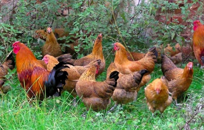 1. obrázek Najděte si svoji slepičku - nekupujte vejce v obchodě