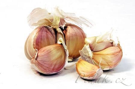 1. obrázek Česnek aneb co o něm možná nevíte - pár receptů z česneku právě pro Vás