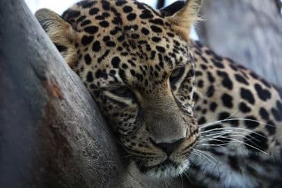 9. obrázek Zoo Dvorec - České Budějovice