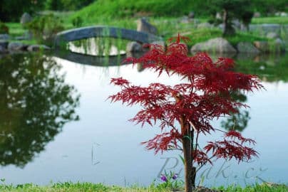 7. obrázek Japonská zahrada- Říčany u Prahy 