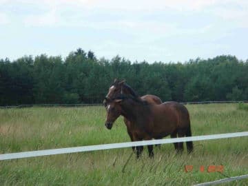 3. obrázek Dolton Ranch - Svojetice