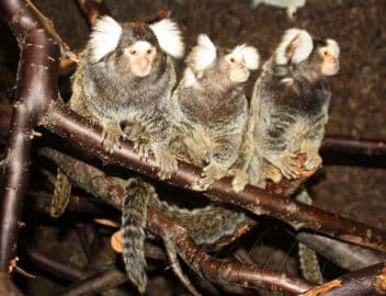 3. obrázek Terárium - Dubeč - Praha 