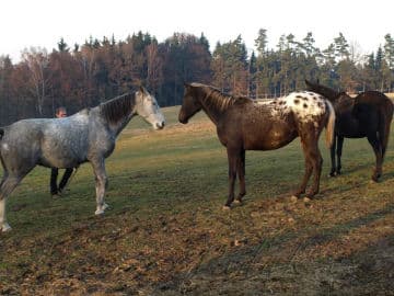 6. obrázek Farma Rybníček