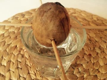 6. obrázek Avokádo - pěstujeme doma a z pecky