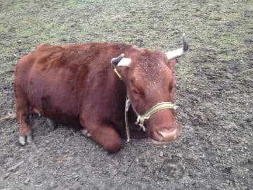 7. obrázek Toulcův Dvůr- středisko ekologické výchovy- Praha