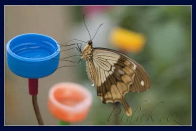 2. obrázek Motýlí dům Žírovice