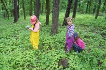 2. obrázek Malý strom- Lesní mateřská škola- Brno