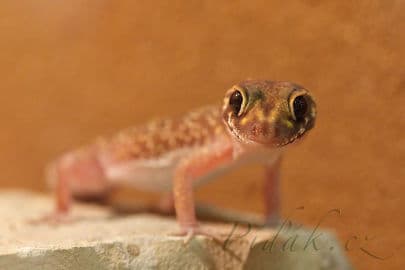 4. obrázek Terárium - Dubeč - Praha 