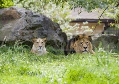 6. obrázek ZOO Plzeň