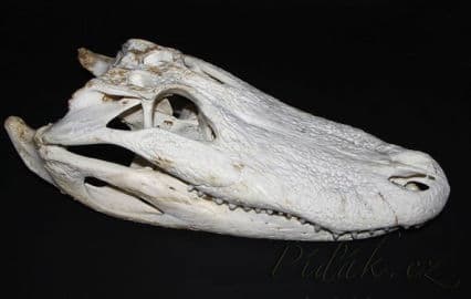 12. obrázek Krokodýlí ZOO Protivín