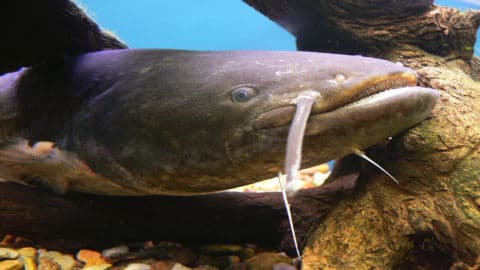 3. obrázek Akvárium Pod hladinou Vltavy- Praha