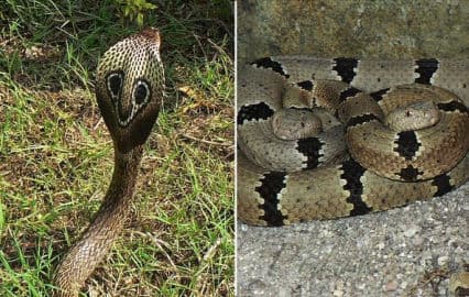 10. obrázek Krokodýlí ZOO Protivín