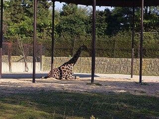 17. obrázek Zoo Dvůr Králové