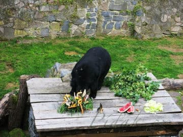 5. obrázek Dětská stezka s medem za medvědem - Benešov