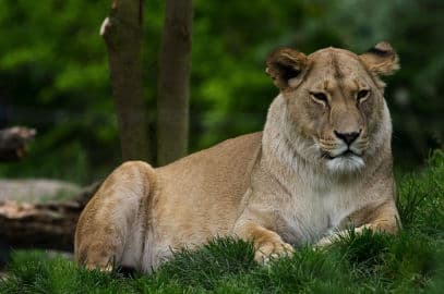 5. obrázek ZOO Plzeň