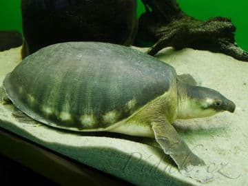 4. obrázek Botanická zahrada Liberec