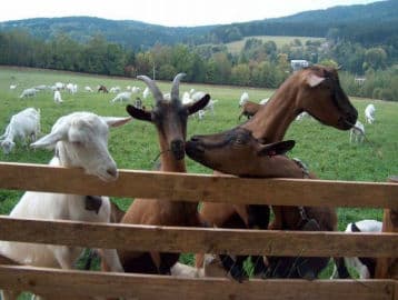 5. obrázek Výletní Areál Pěnčín