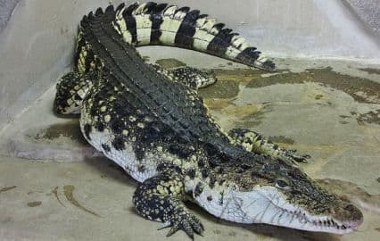 4. obrázek Krokodýlí ZOO Protivín