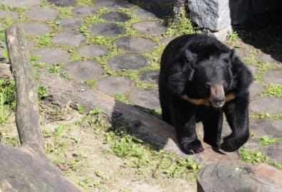 4. obrázek Dětská stezka s medem za medvědem - Benešov